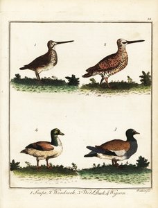 Riistalinnut: taivaitaiva, metsäkurkko, villiankka ja sipuli. 1792 (kaiverrus)