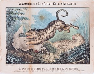Pari Royal Bengal Tigers (wc paperilla) tekijältä T. W. Strong