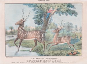Spotted Axis Deer (wc paperilla) tekijältä T. W. Strong
