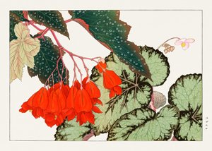 Cracklin Rosie Begonia kukka "Seiyou Sokazufu" -lehdestä.