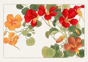 Nasturtium kukka "Seiyou Sokazufusta"