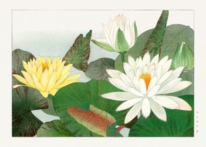 Nymphaea lotus "Seiyou Sokazufu" -lehdestä.
