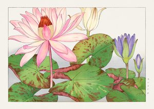 Nymphaea lotus "Seiyou Sokazufu" -lehdestä.