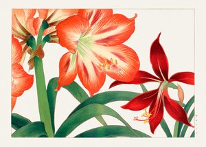 Vintage amaryllis kukka "Seiyou Sokazufusta"