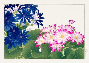 Vintage cineraria kukka "Seiyou Sokazufusta"