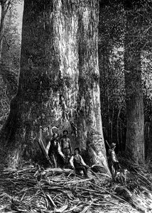 Jättiläinen eukalyptus, Australia, 1886