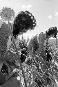 Perheviljelijä Ed Ker A.M. Ker Ranchilla on maatalousyrittäjä, joka kasvattaa alfal... tekijältä Ted Spiegel