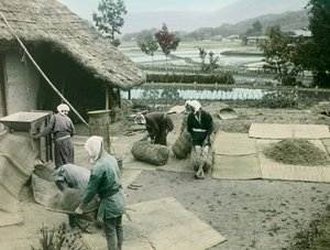Talonpojat siivoavat riisiä riisipeltojen reunalla Japanissa, noin 1900-1915 (valokuva). tekijältä Teijiro Takagi