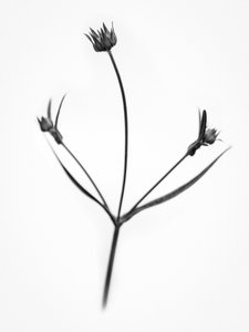 Amid the Flowers 34, 2021 (b/w kuva)