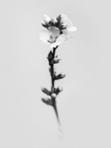 Amid the Flowers 55, 2021 (b/w kuva) tekijältä Teis Albers