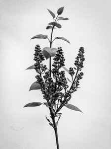 Amid the Flowers 66, 2021 (b/w kuva) tekijältä Teis Albers