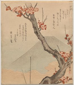 Luumupuu Fuji-vuorella
