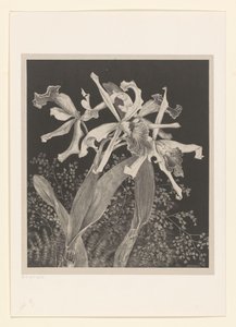orkideat Orkideat Flower Studies (alkuperäinen sarjan nimi) tekijältä Theo van Hoytema