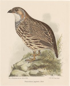 Pelto (francolinus jugularis) tekijältä Theo van Hoytema