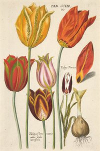 Tulppaanit. Florilegium novum, hoc est Variorum Maximeque Radiorum Florum ac Plantorum, pub. 1612 (käsin väritetty kaiverrus).