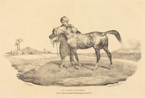 Arabialainen hevonen tekijältä Theodore Gericault