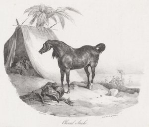 Arabialainen hevonen (An Arabian Horse) tekijältä Theodore Gericault