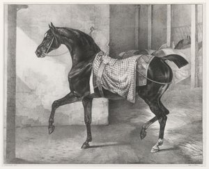 Talliin sidottu musta hevonen (A Black Horse Tethered in a Stable) tekijältä Theodore Gericault