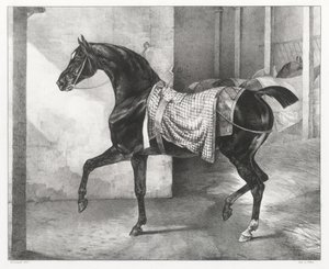 Talliin sidottu musta hevonen (A Black Horse Tethered in a Stable) tekijältä Theodore Gericault
