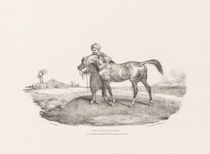 Erilaisia aiheita luonnosta ja kivelle piirrettyjä:  arabialainen hevonen tekijältä Theodore Gericault