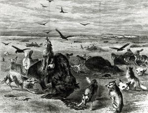 Buffaloes Slaughter of the Plains, Harpers Weekly 1872