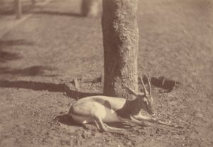 [Gazelle makaa puuta vasten] tekijältä Théodule Devéria