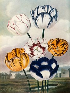 Tulppaanit, c1802-1821, 1948.