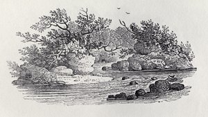 A Bend in the River julkaisusta Historia of British Birds, osa 2: Water Birds, 1804