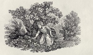 Tyttö kerää kukkia Britannian lintujen ja nelijalkaisten historiasta tekijältä Thomas Bewick