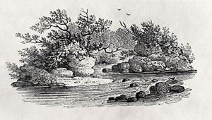 Joen mutka, "Water Birds" -teoksesta, julkaistu 1804 (puukaiverrus) tekijältä Thomas Bewick