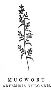 Puulohkokaiverrus, joka kuvaa Mugwortin oksaa, joka on Artemisia-sukuun kuuluva aromaattinen kasvilaji. Puupiirros Thomas Bewickin (1753-1828), englantilaisen kaivertajan ja luonnonhistorian kirjailijan tekijältä Thomas Bewick