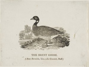 Sepelhanhi tekijältä Thomas Bewick