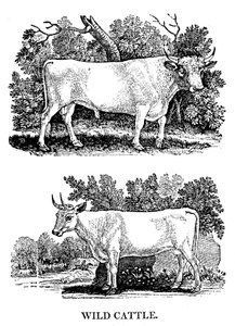 Brittiläinen villi- tai puistokarja, 1790 tekijältä Thomas Bewick