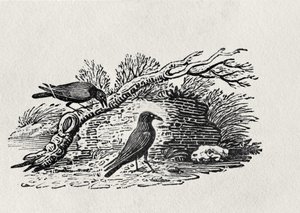Varikset (Corvus corone corone) 