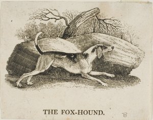 Kettukoira tekijältä Thomas Bewick