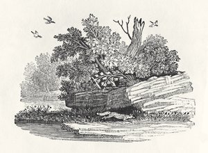 Kettu pakenemassa, vuonna 1790 julkaistusta Nelijalkaisten yleishistoriasta (puukaiverrus)