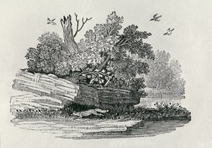 Kettu pakenemassa, vuonna 1790 julkaistusta Nelijalkaisten yleishistoriasta (puukaiverrus) tekijältä Thomas Bewick