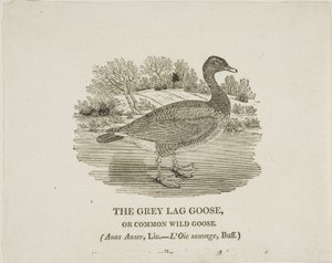 Grey Lag Goose tekijältä Thomas Bewick