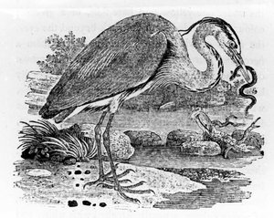 Heron, kuvitus Thomas Bewickin teoksesta "A History of British Birds", julkaistu ensimmäisen kerran 1797