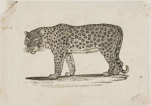 Leopardi tekijältä Thomas Bewick