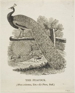 Riikinkukko tekijältä Thomas Bewick