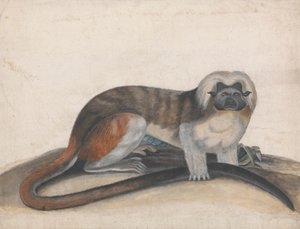 Tutkimus "The Pinche or Red Tailed Monkey" (entinen Cottenhead Marmoset) tekijältä Thomas Bewick