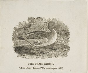 Tame Hanhi tekijältä Thomas Bewick