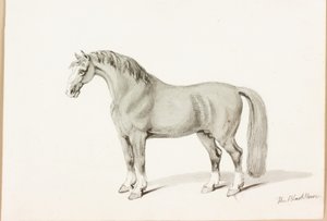 Musta hevonen (muste paperille) tekijältä Thomas Bewick