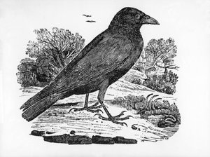The Carrion Crow, kuvitus Thomas Bewickin teoksesta "The History of British Birds", julkaistu ensimmäisen kerran 1797