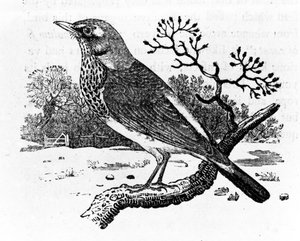 The Fieldfare, kuvitus Thomas Bewickin teoksesta "A History of British Birds", julkaistu ensimmäisen kerran 1797 (puupiirros)