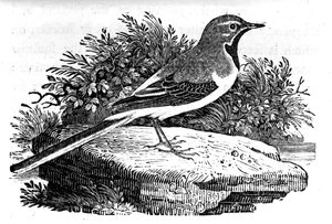 The Gray Wagtail, kuvitus Thomas Bewickin teoksesta "A History of British Birds", julkaistu ensimmäisen kerran 1797