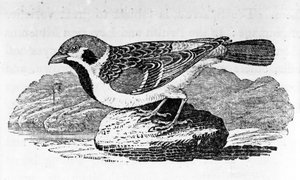 The Mountain Sparrow, kuvitus Thomas Bewickin kirjasta "A History of Birds", julkaistu ensimmäisen kerran 1797 tekijältä Thomas Bewick