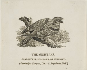Yöpurkki tekijältä Thomas Bewick