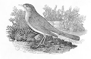 The Nightingale (Luscinia megarhynchos) Brittiläisten lintujen historiasta, osa I, pub. 1797 (puukaiverrus)